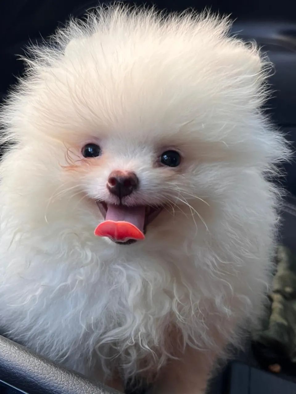 Spitz alemão branquinho lindo 
