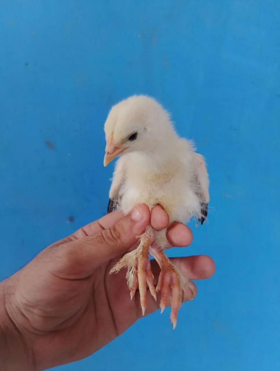 Pinto brahma