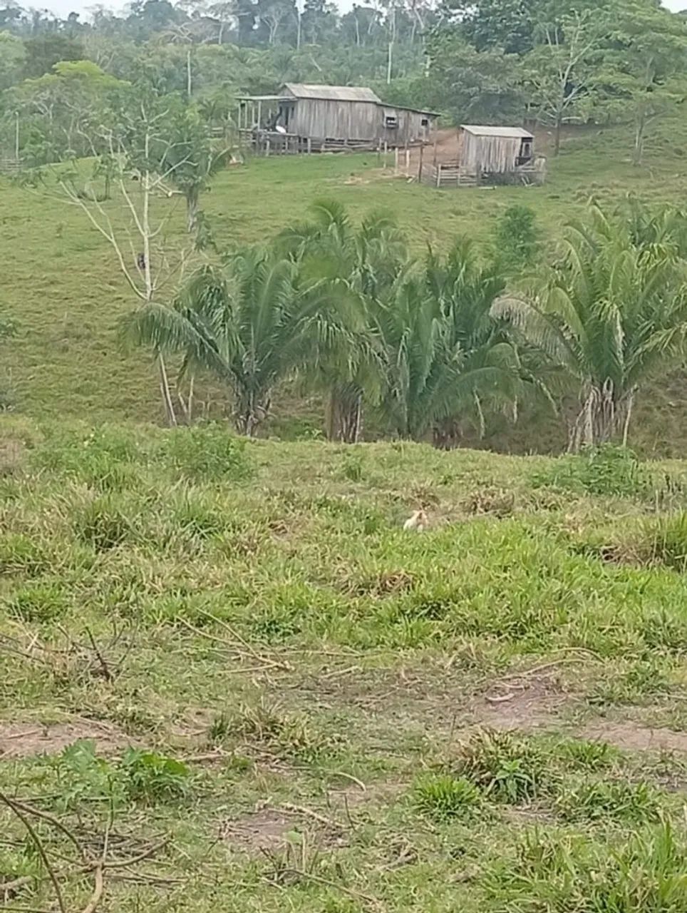 Colônia 
