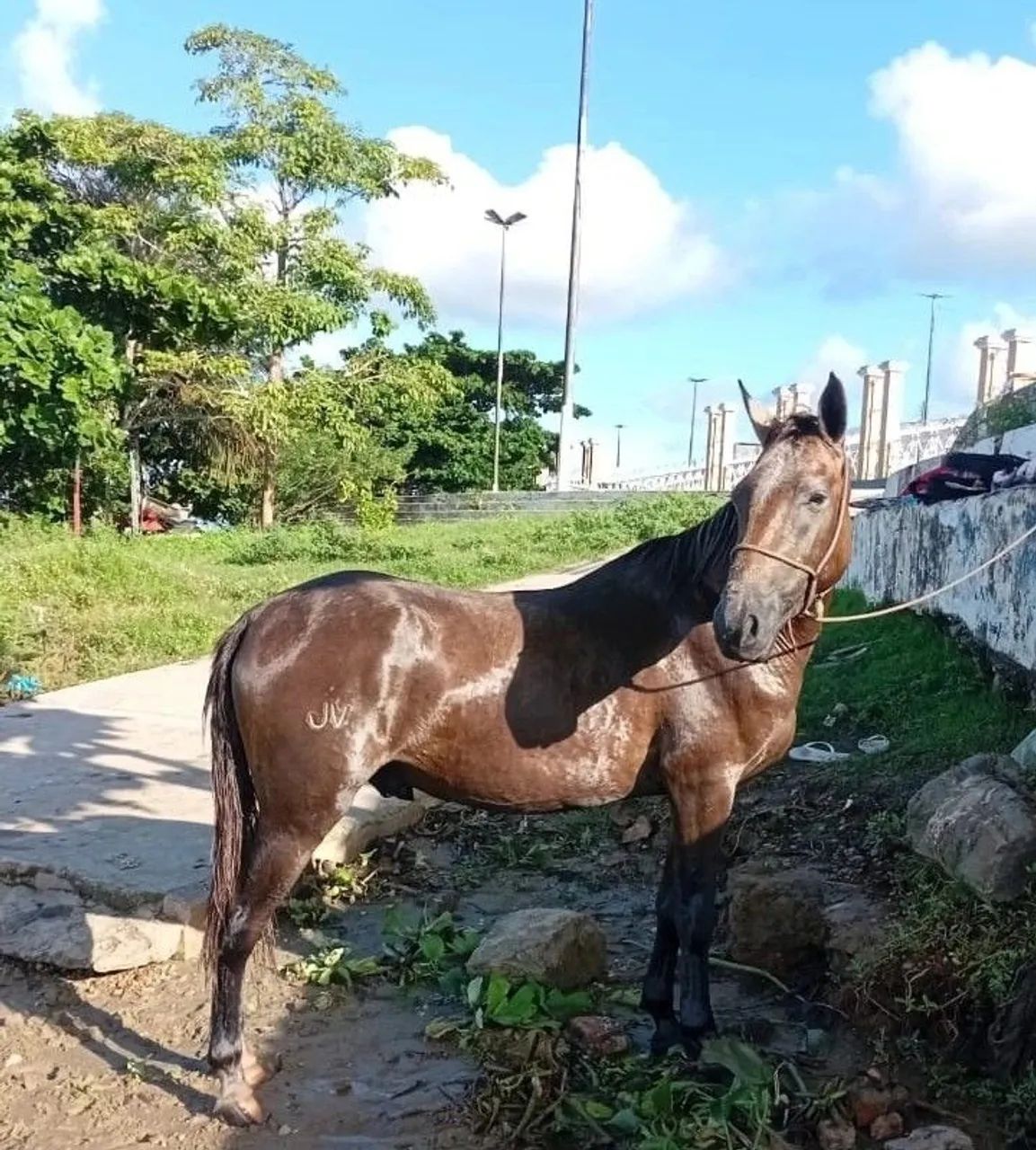 Podo baixeiro  - Foto 2