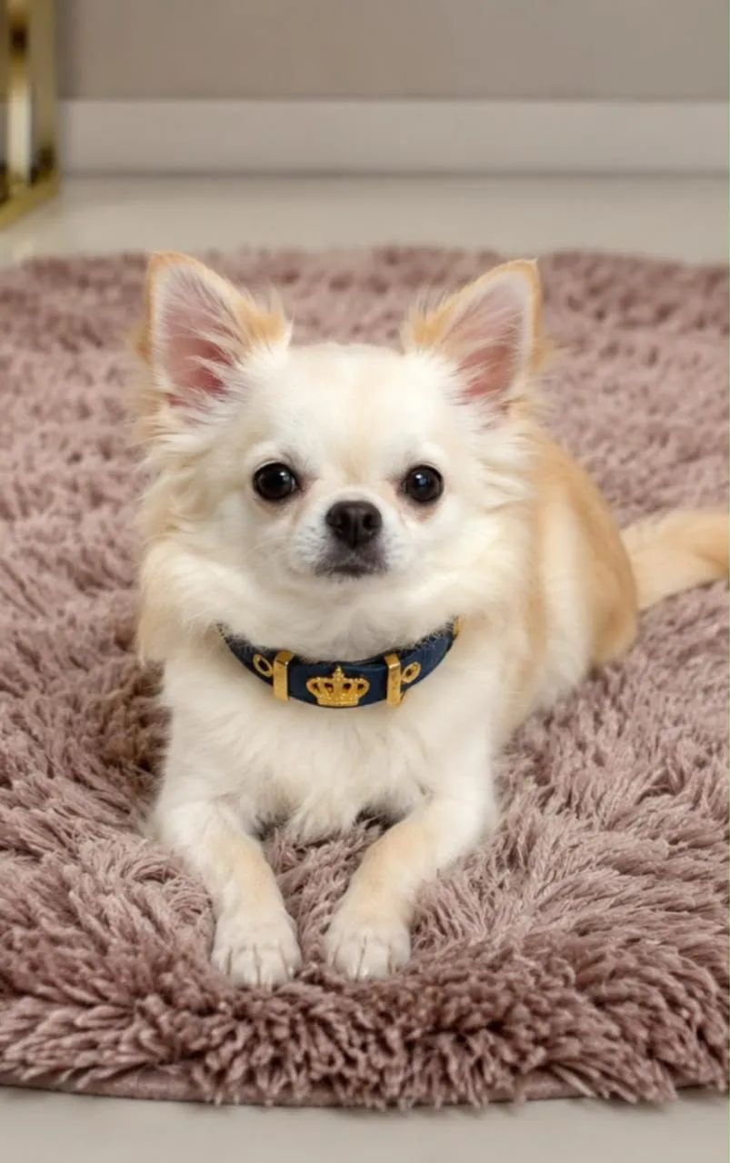 Chihuahua macho com pedigree CBKC  - Foto 2