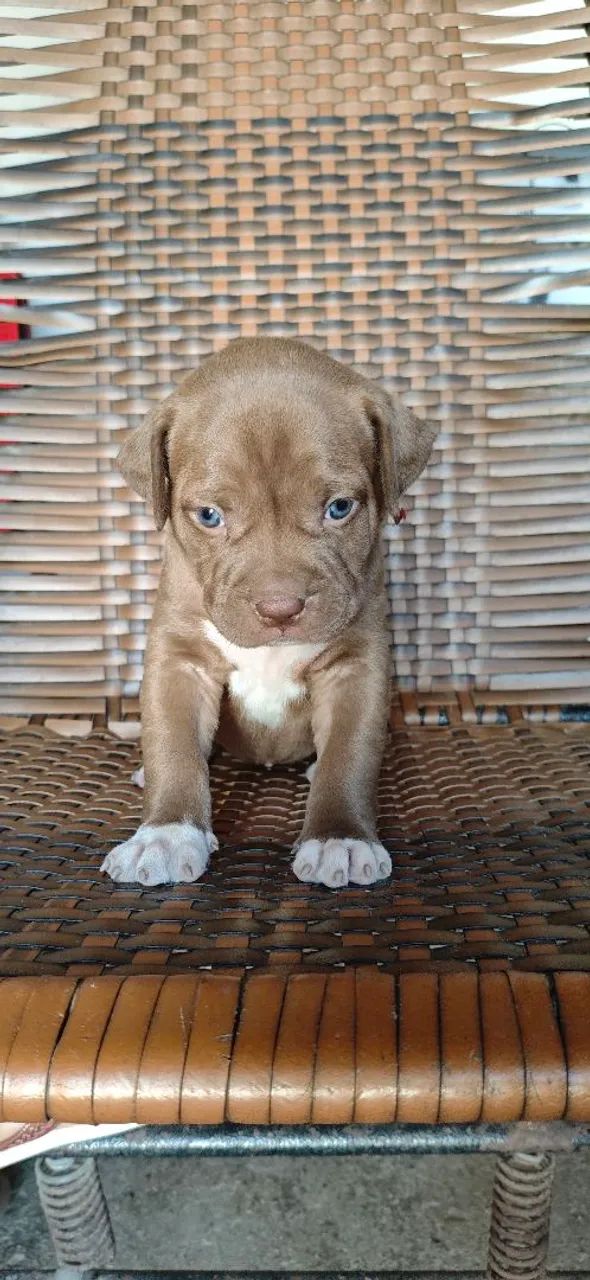 Vendo filhotes de pitmonster com APBT  - Foto 2