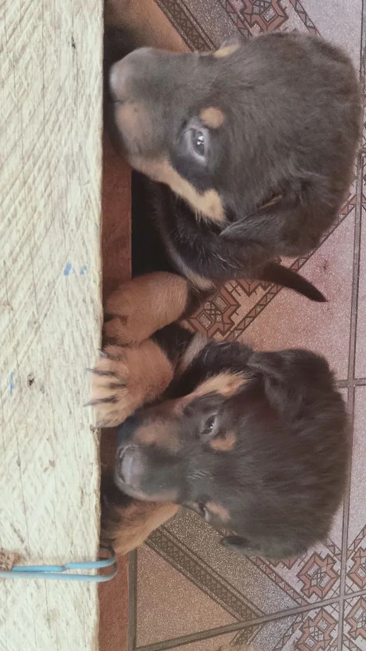 Cachorro wothivailer - Foto 3