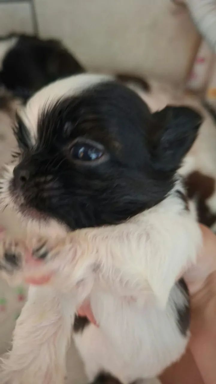 Shitzu 