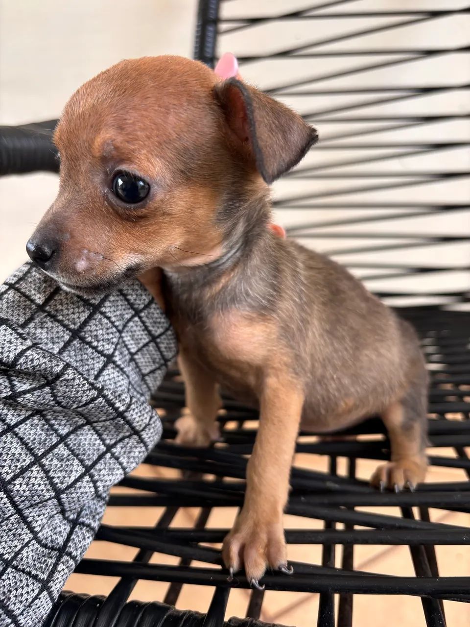 Vendo Pinscher fêmea  - Foto 5