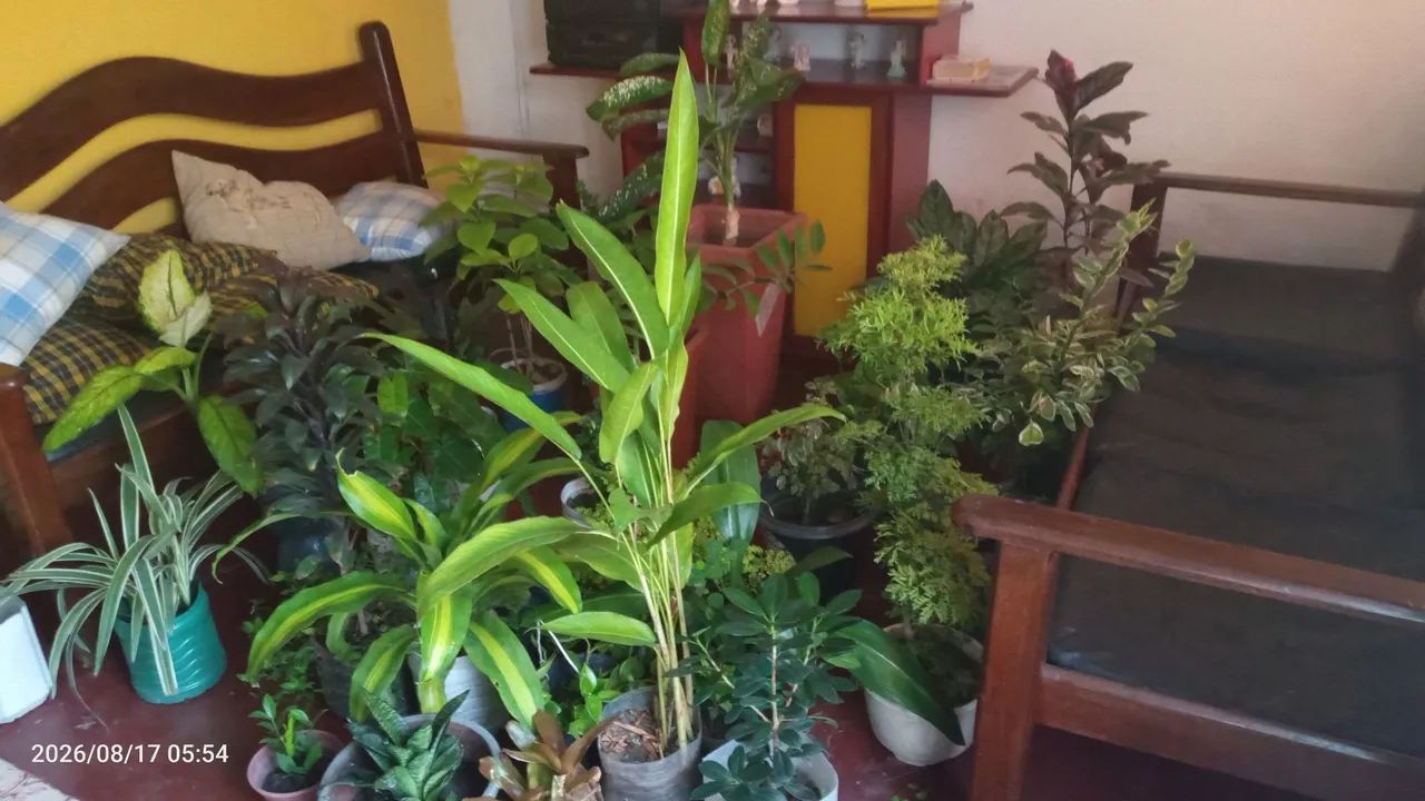 Vende-se plantas 