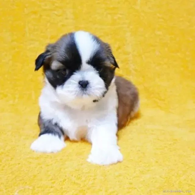 Shih Tzu/ Shitzu filhotinhos bem peludinhos e calmos macho e fêmea com garantias