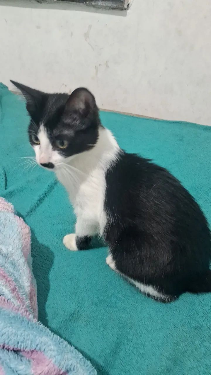 Gato - Foto 2
