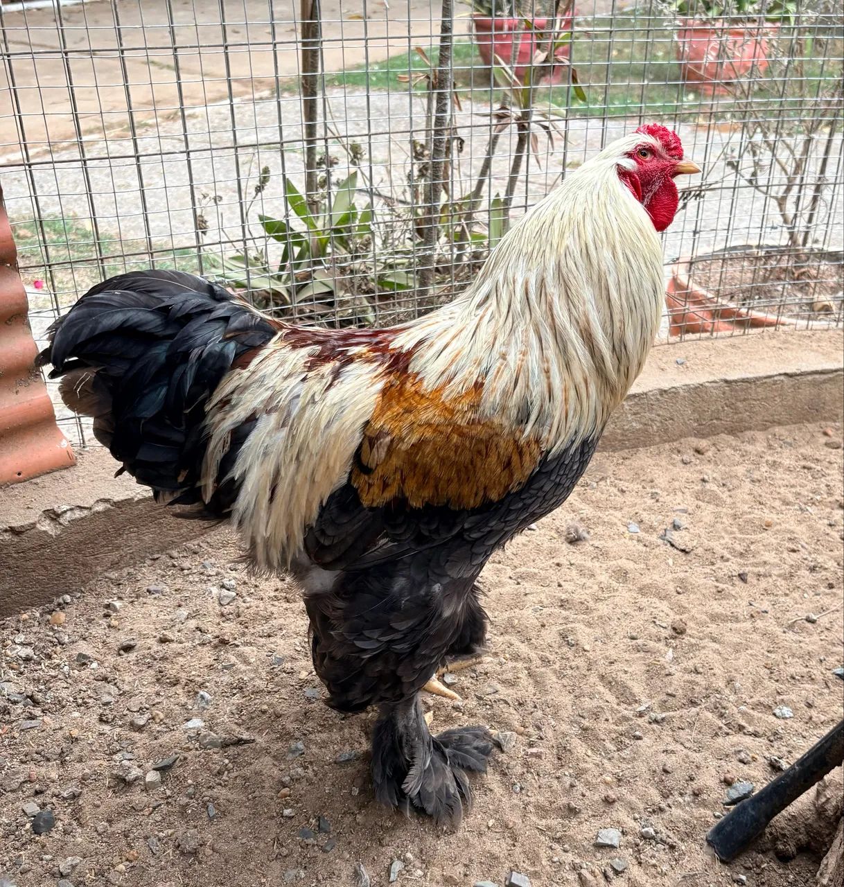 Galos jovens de Brahma e Garnize  - Foto 3