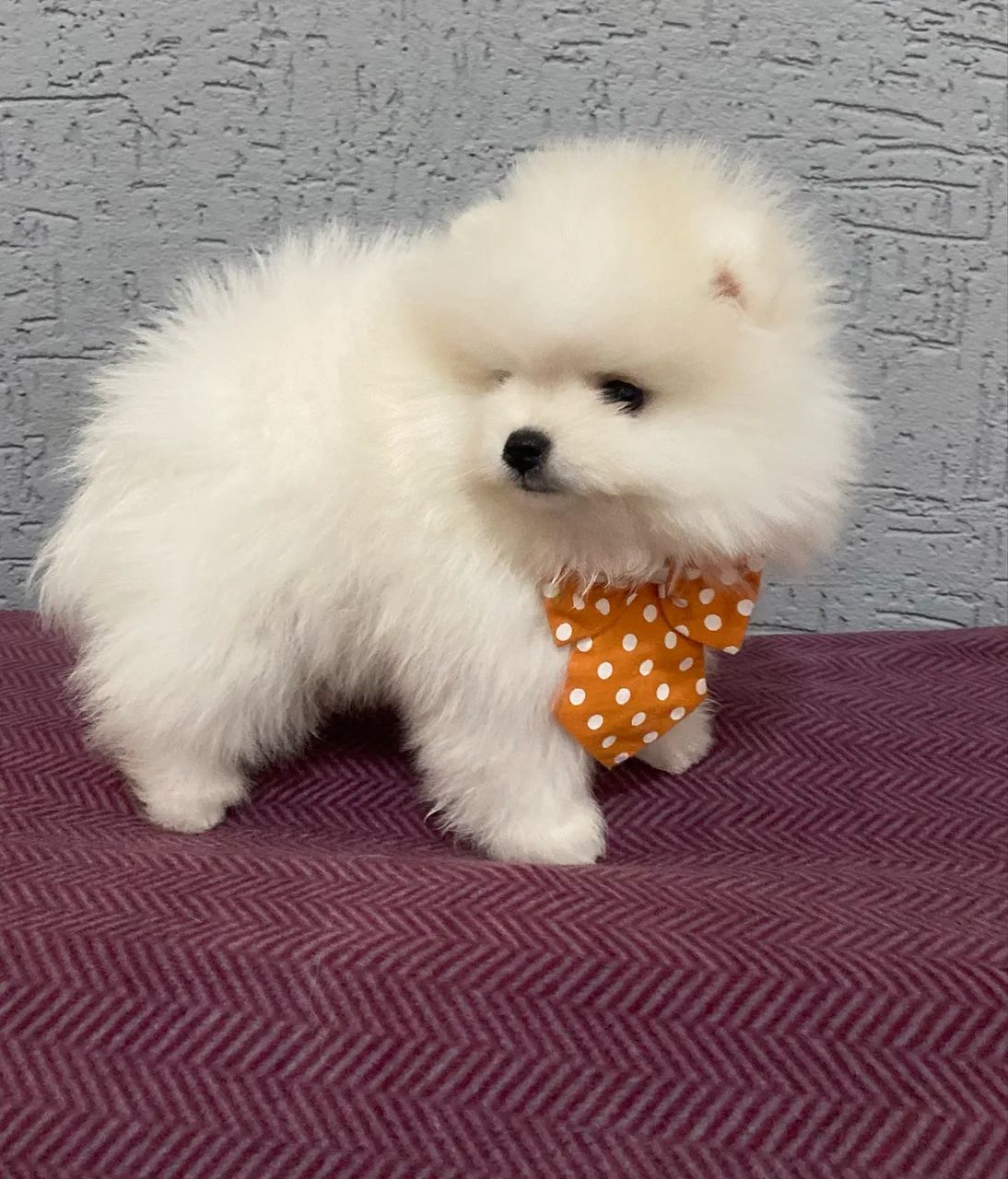Spitz Alemão  - Foto 2