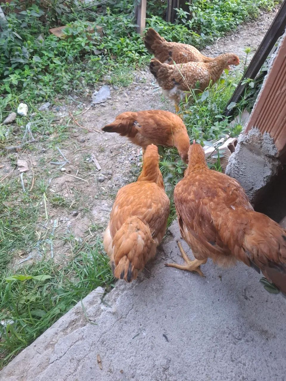 Frango caipira pesadao - Foto 4