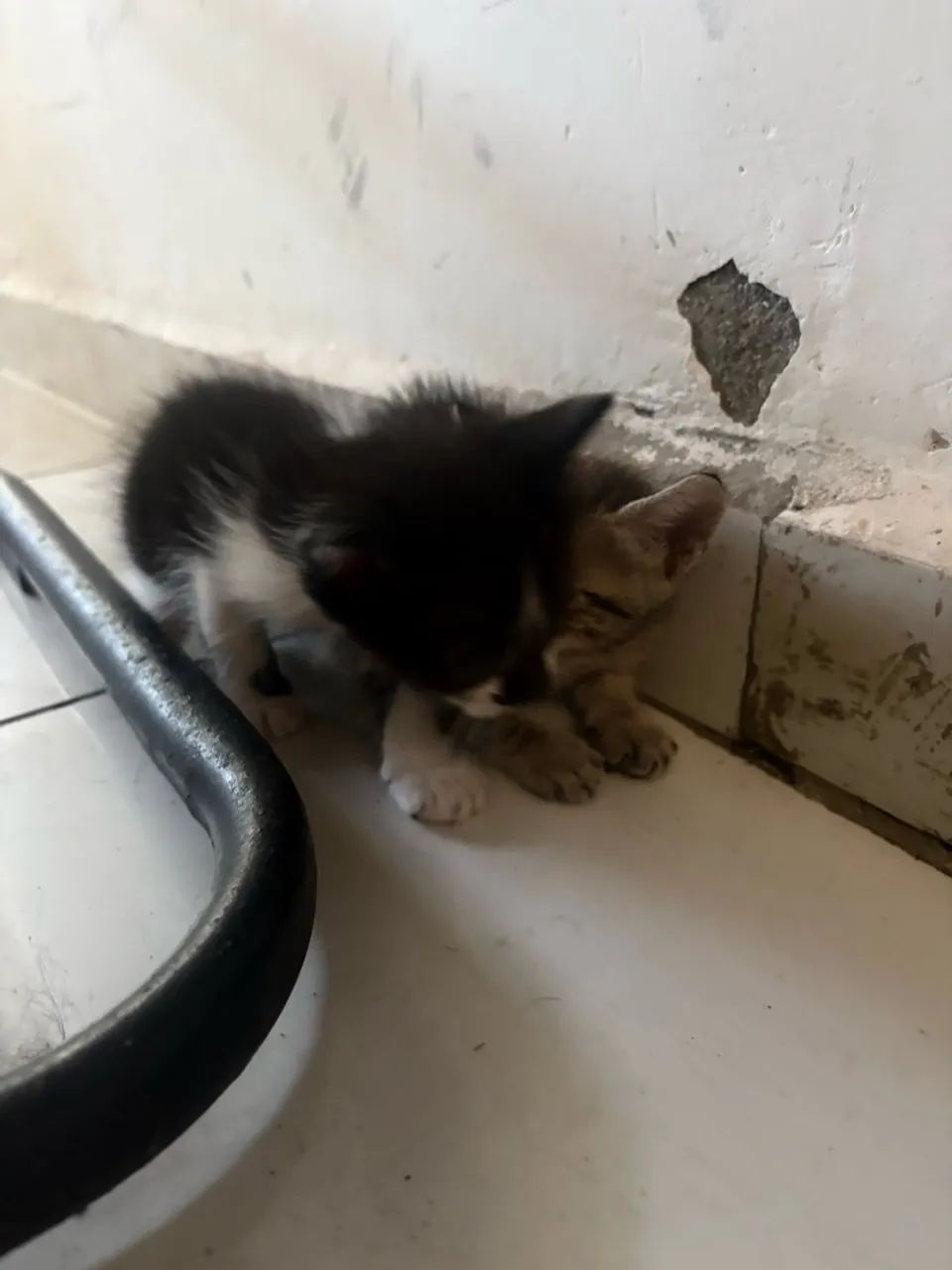 Gato - Foto 4