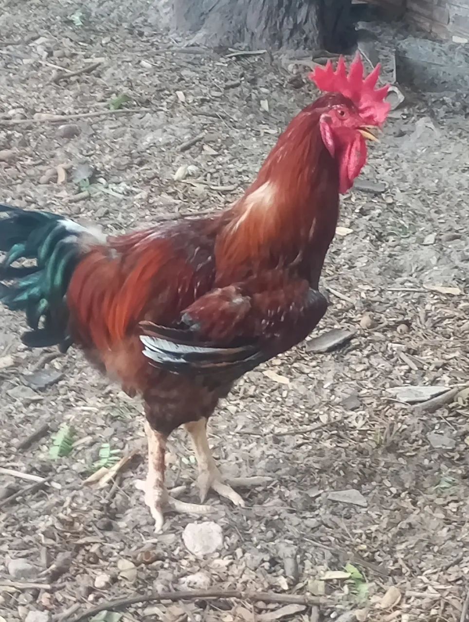Frango gsb