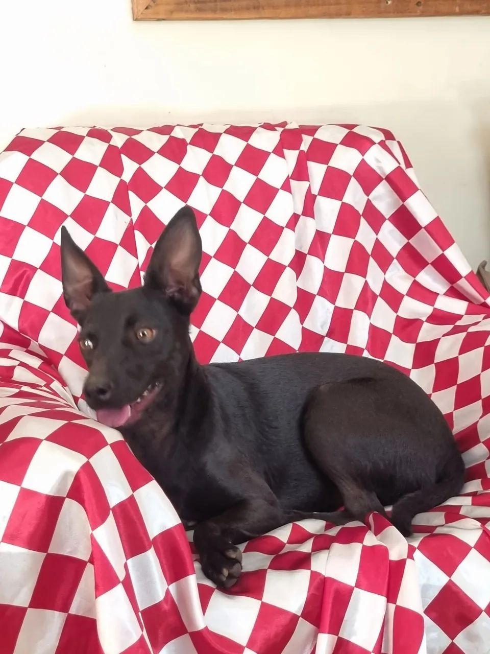 Adote um cão 
