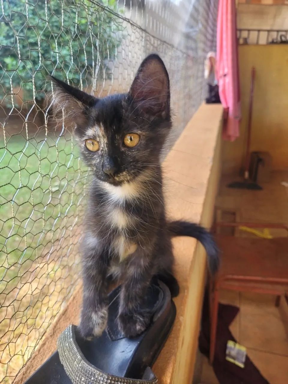 ADOÇÃO RESPONSÁVEL - FILHOTINHA GATINHA - Foto 3