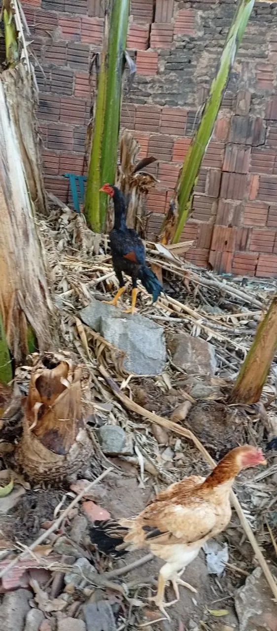 Frango top - Foto 2