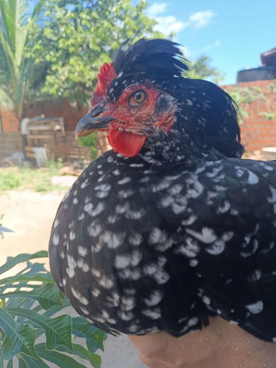 Ovos férteis Galinha GSB. Aves de alto padrão. - Foto 4
