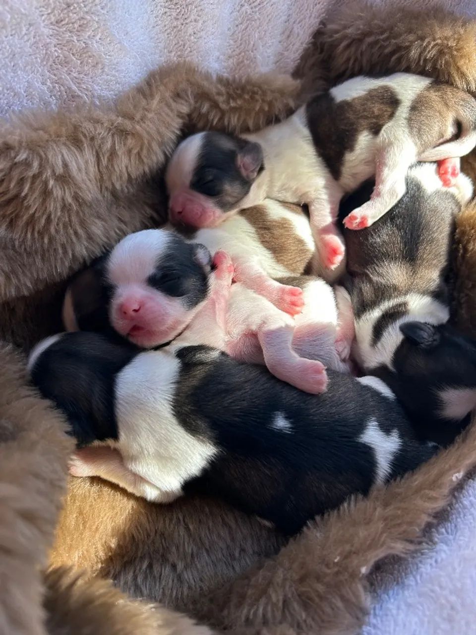 Filhotes  Shihtzu 