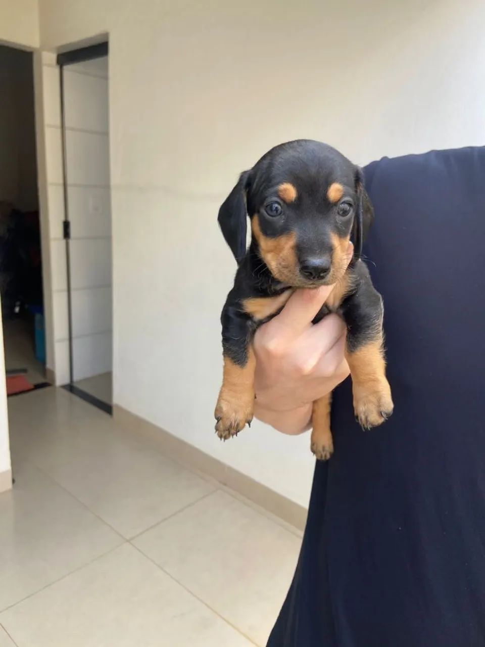 Cachorros Dachshund - 2 ainda disponíveis - Foto 2