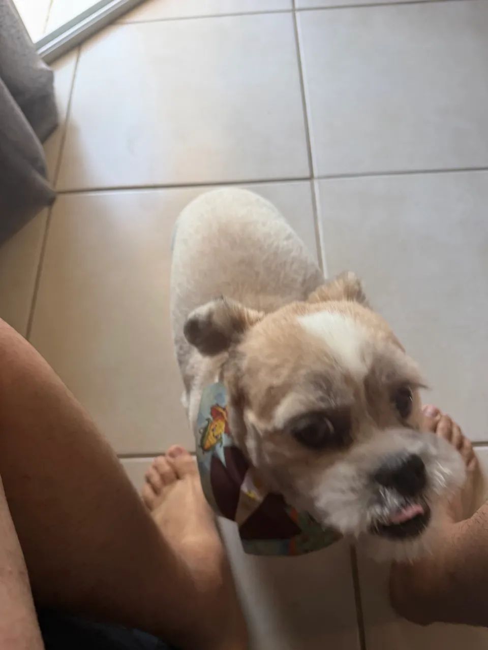 Cachorro Shih Tzu