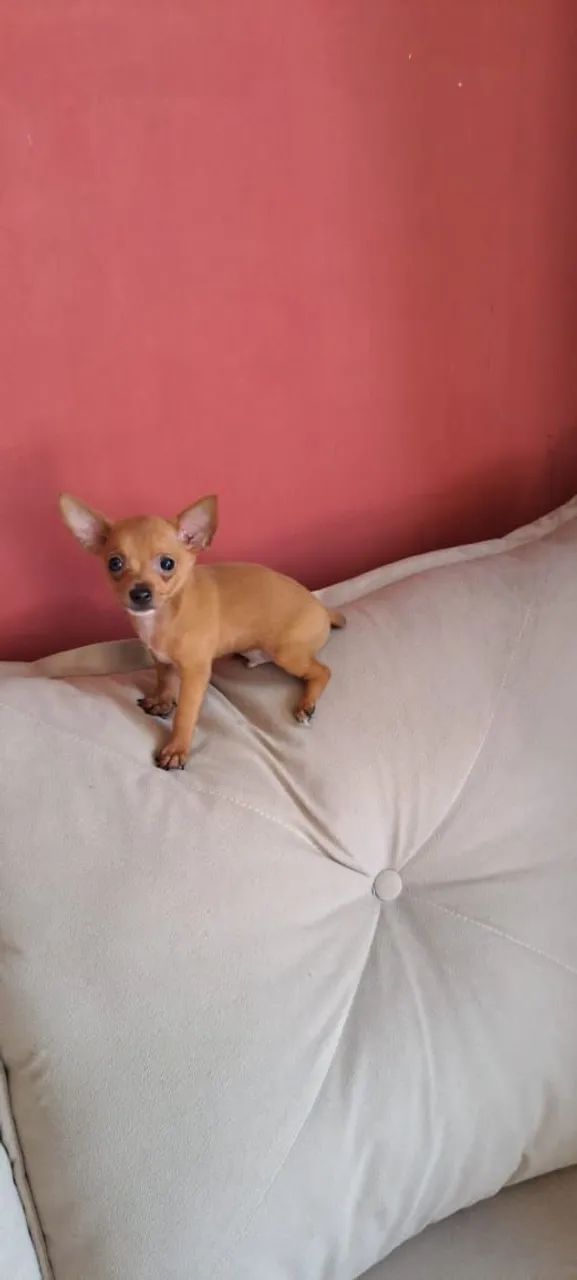 Pinscher zero