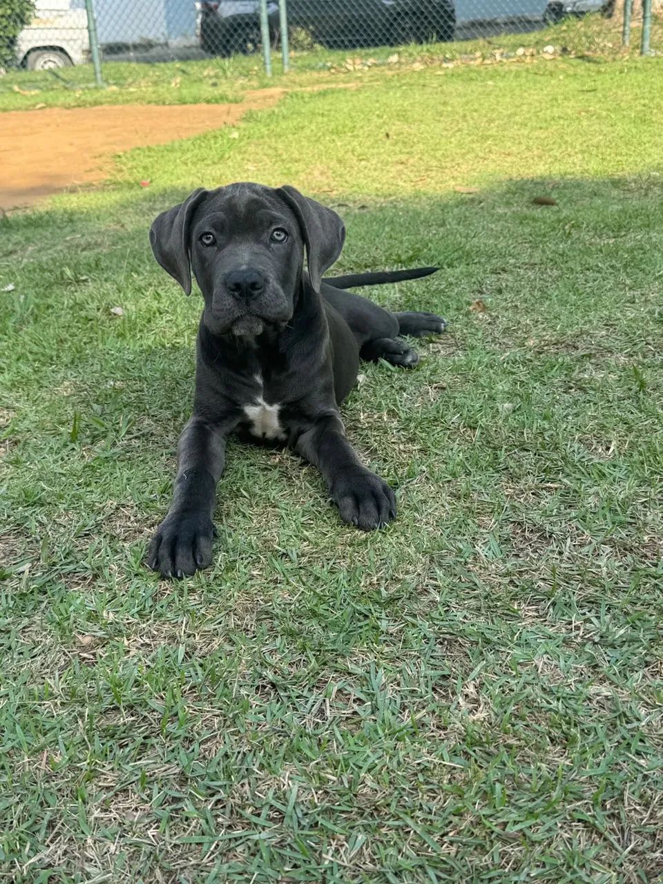 Filhote Cane Corso - Foto 3