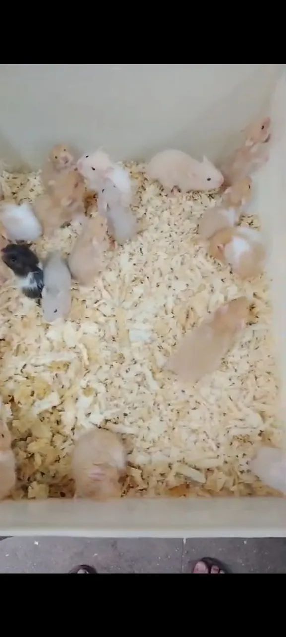 Hamster