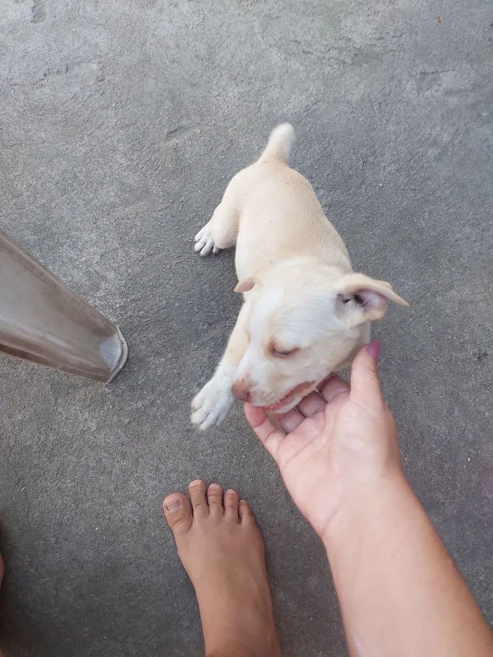 Doação de Cães 