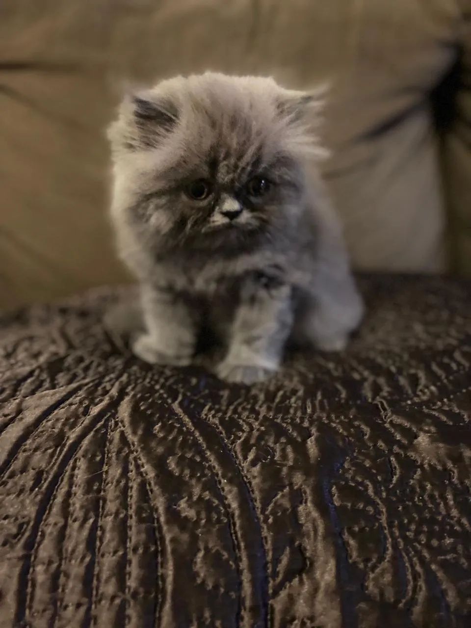 Persa - Super Fofos  - Foto 2