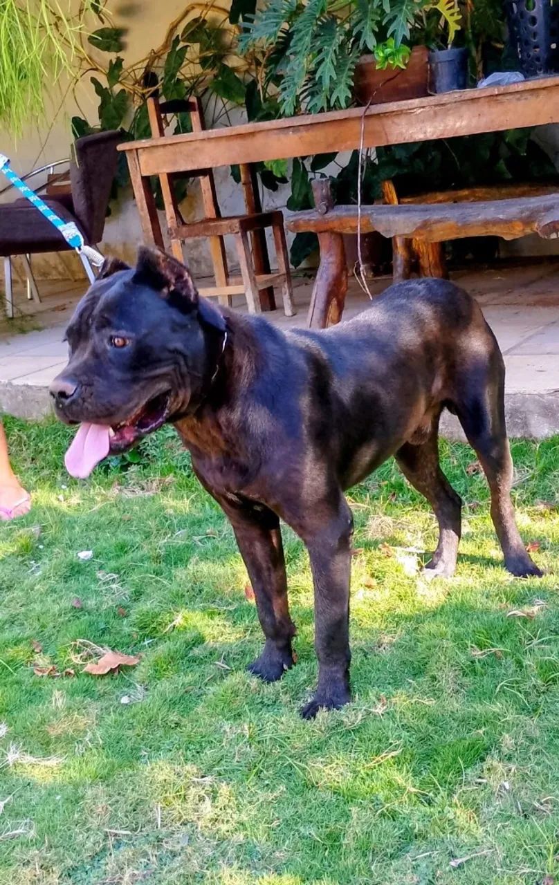 Vendo Cane Corso  - Foto 5
