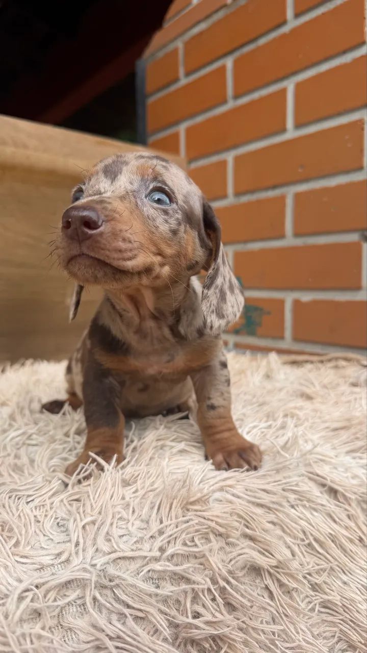 Dachshund macho arlequim  - Foto 5