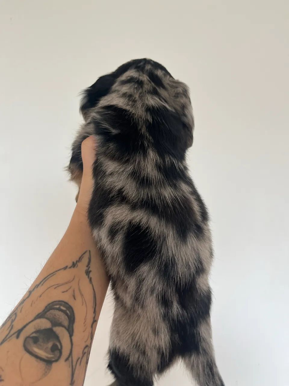 Dachshund pelo longo macho - Foto 5