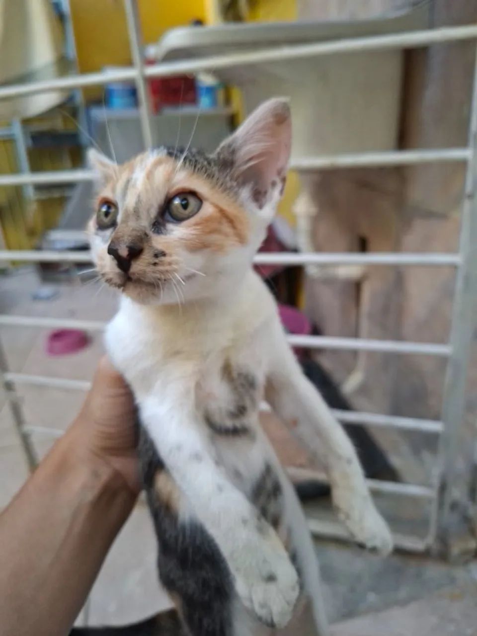 Gatos filhotes para adoção  - Foto 2