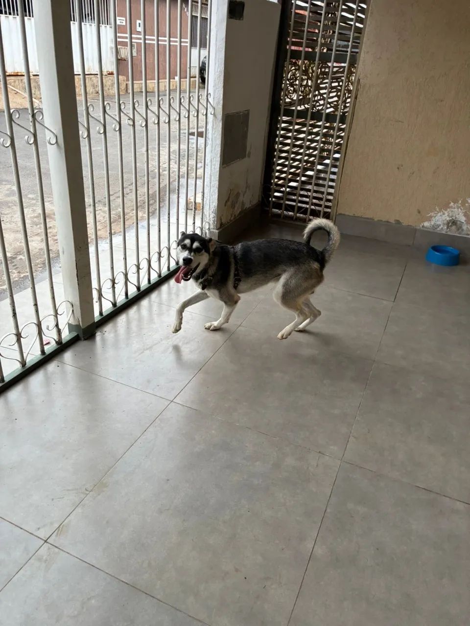 Doação responsável Husky  - Foto 3