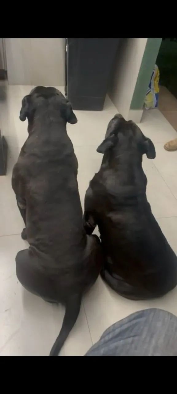 Filhotes de Cane corso  - Foto 3