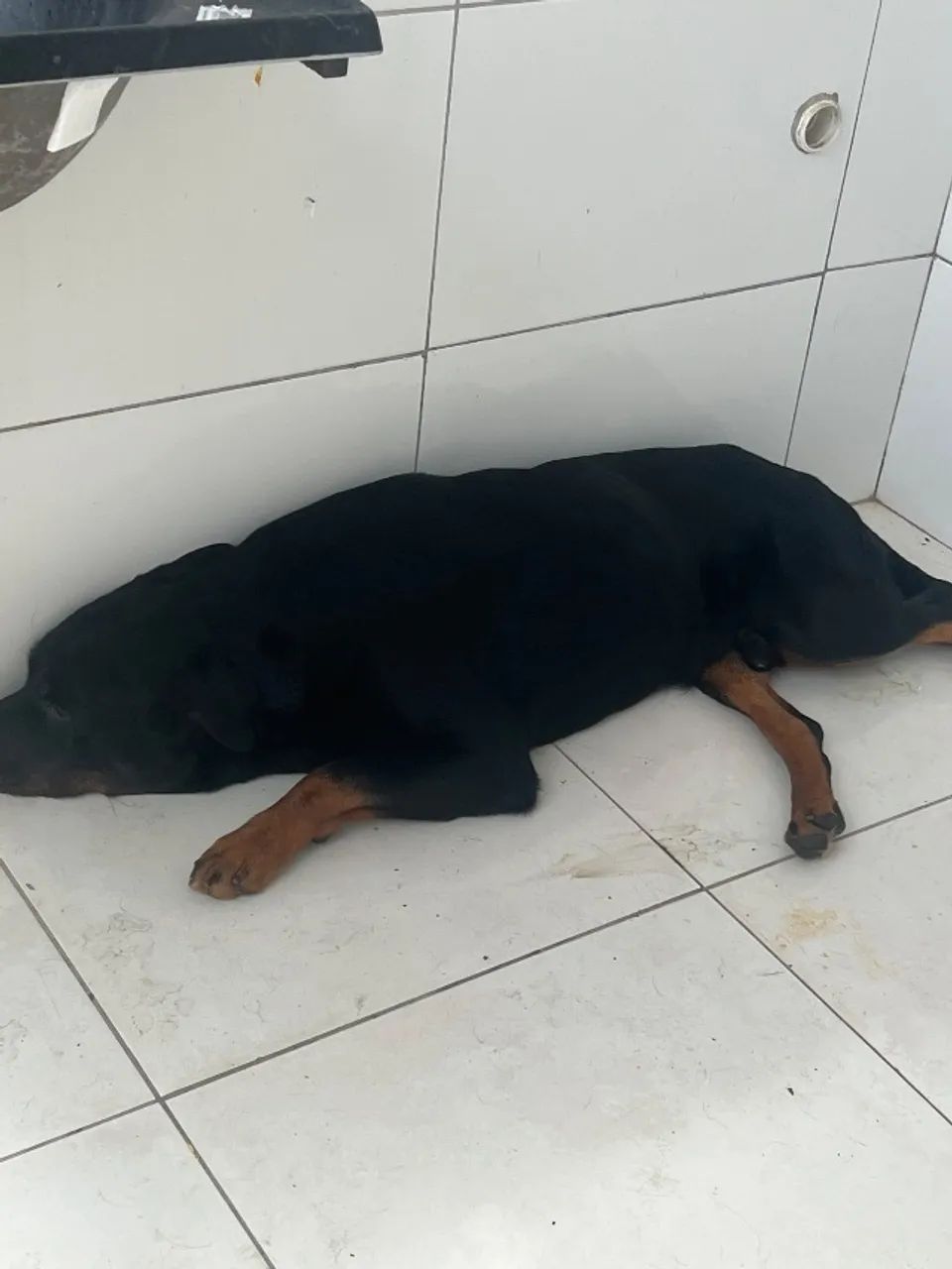 Cachorro rotwailer  - Foto 2