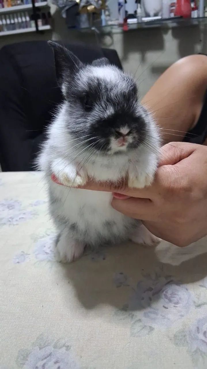 Filhote de coelho - Foto 2