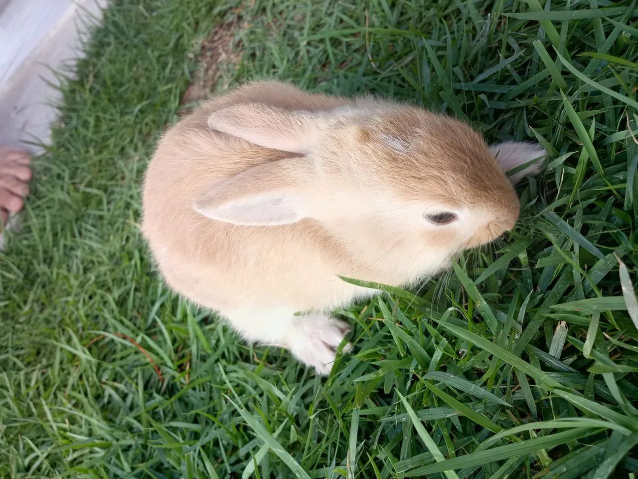 Coelhos  - Foto 5