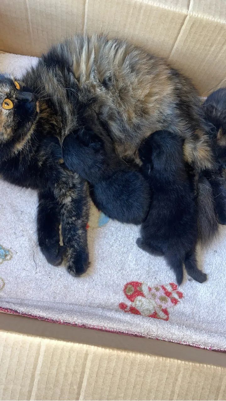 Filhotes de gato persa  - Foto 2