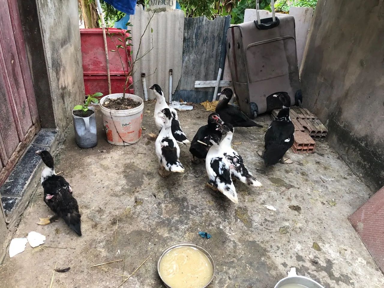 Pato  - Foto 2
