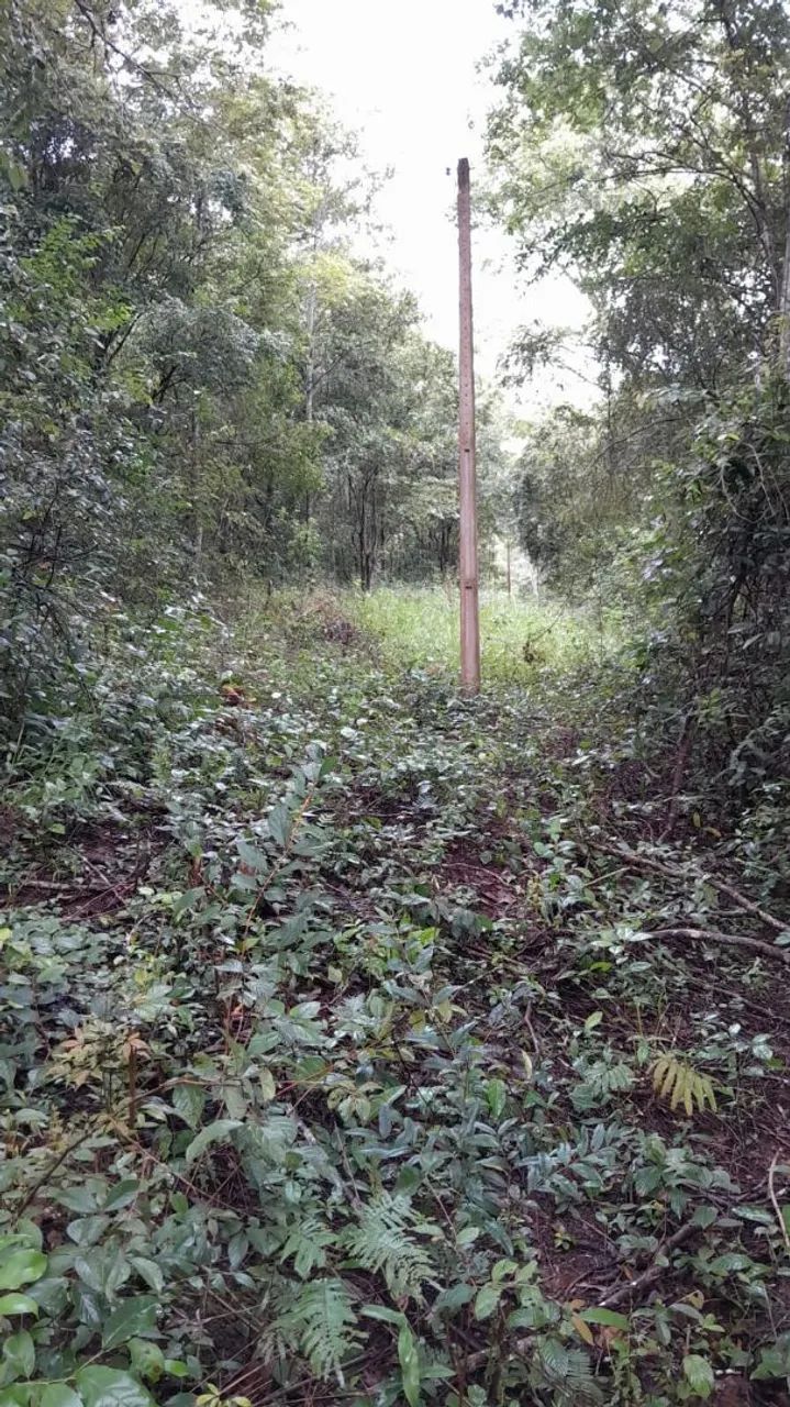 Vendo chácara próximo a caldazinha 10 km  - Foto 4