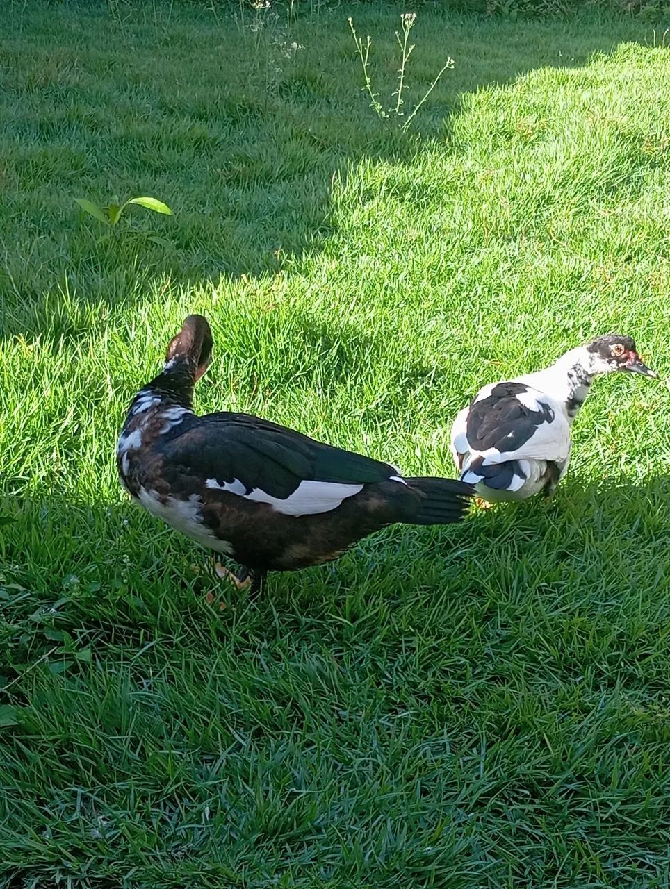 Casal de Patos Grandes - Foto 2