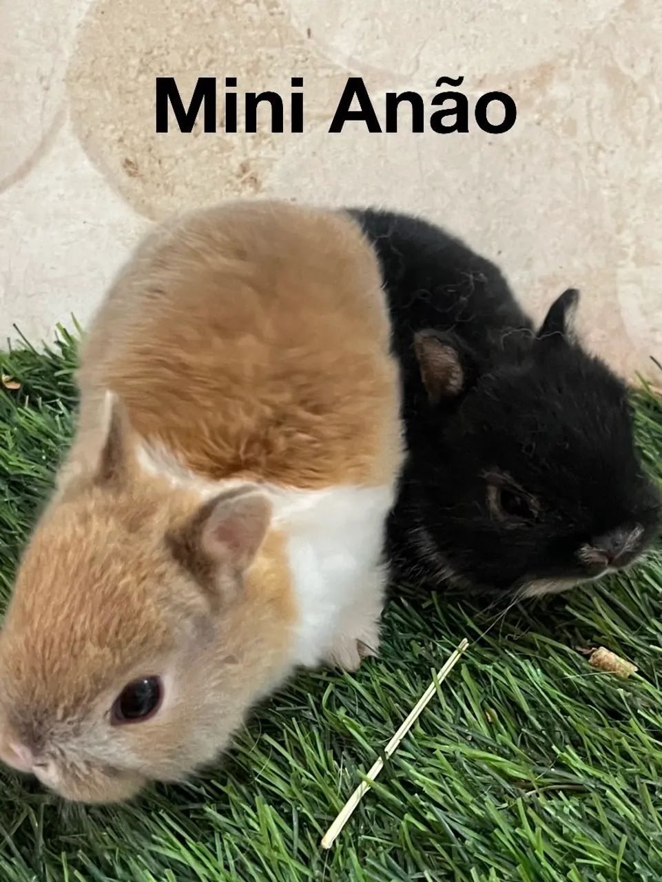 Mini coelho - Foto 3