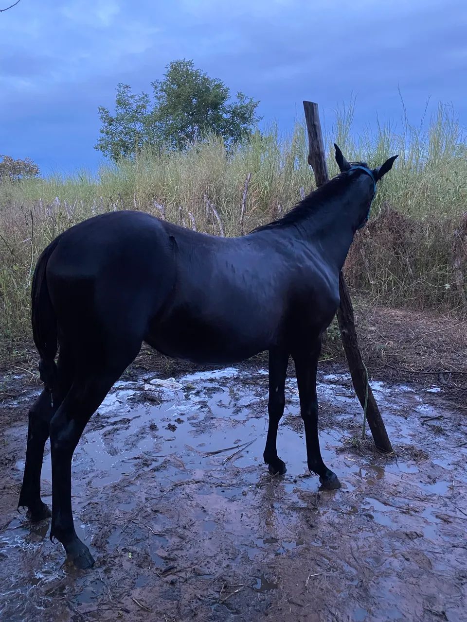 Vende se potra quatro de milha  - Foto 3