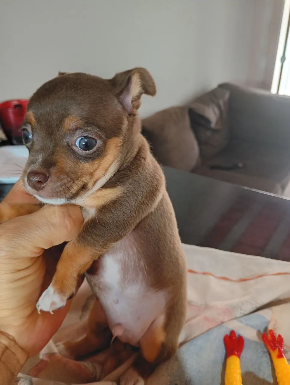 Pinscher 1 - Foto 5
