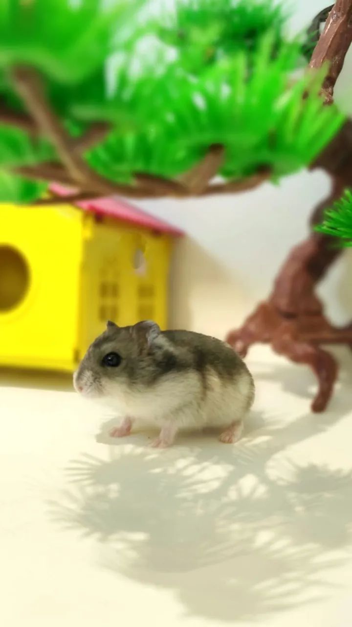 Filhotinhos de Hamster mini