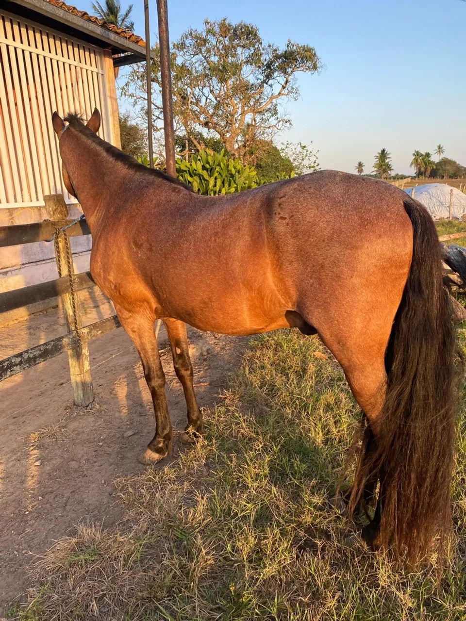 Cavalo