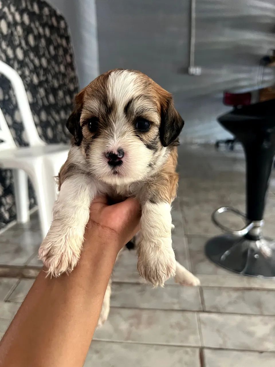 Cachorras Shih tzu com poodle - Foto 2