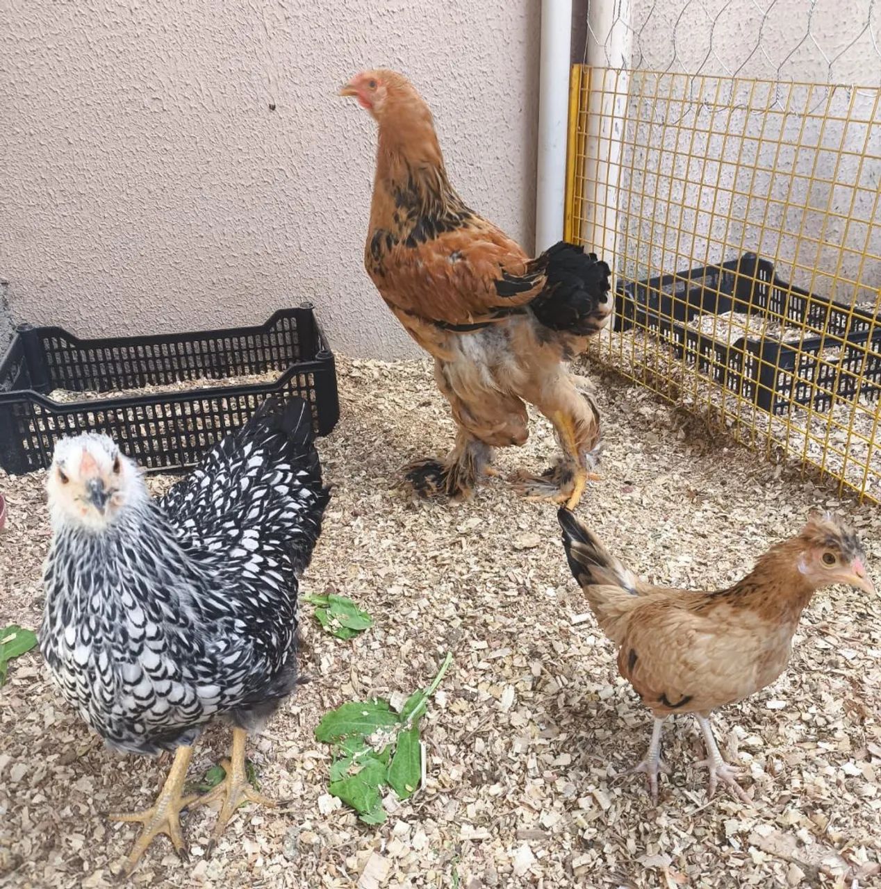 Lote de galinhas Brahmas 