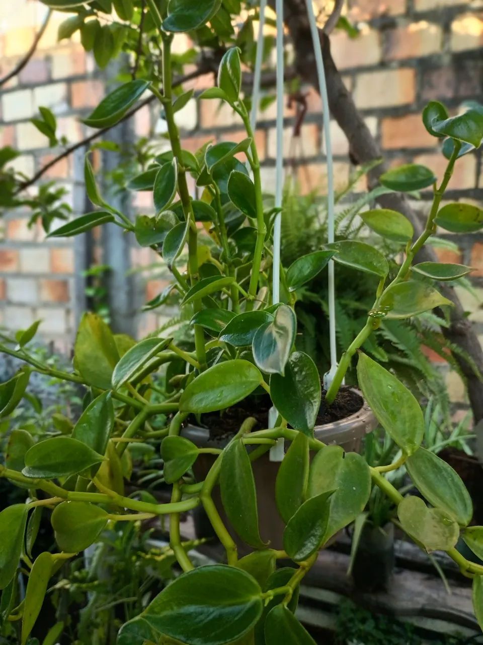 Planta